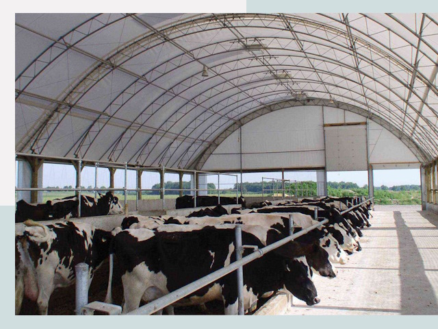 Тентовые коровники в Тейково